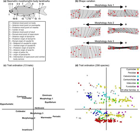 A Locations Of Homologous Landmarks Used In Geometric Morphometric