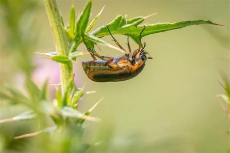 What Do June Bugs Eat The Diet Of Larvae And Adults