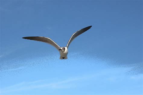 Laughing Gull In Flight Photograph By David Zuhusky Pixels