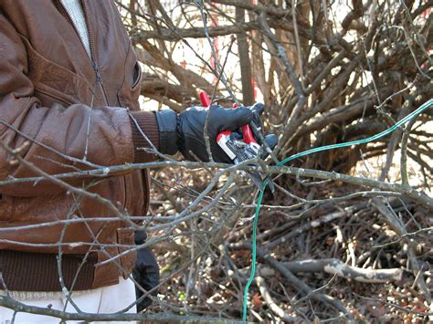 How to Prune an Overgrown Apple Tree