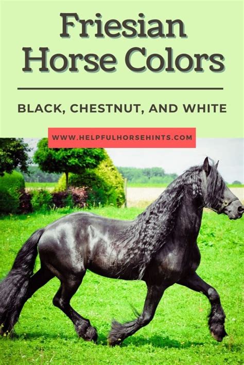 Friesian Horse Colors - Black, Chestnut and White - Helpful Horse Hints