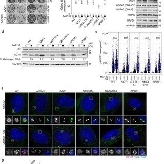 Centrosome And Centriolar Satellite Proteins Localize To The Aggresome