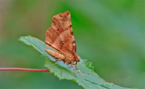 Possible New Micro Moth For Derbyshire