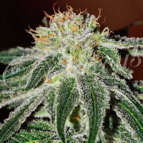 Critical Jack Herer De Delicious Seeds