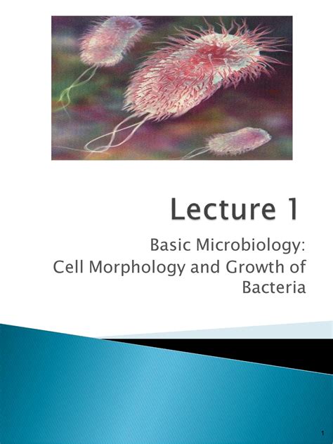 Microbiology Lecture Bacteria Structure And Function Nbkomputer