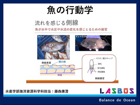 강좌 海洋資源科学科の紹介コース Lasbos Moodle