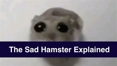 What Is The Hamster With Big Eyes Or Sad Hamster Meme The Viral