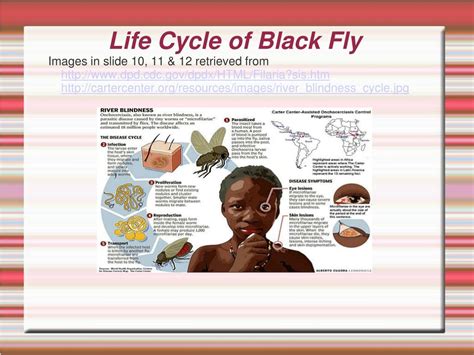 Ppt River Blindness In Nigeria Powerpoint Presentation Free Download