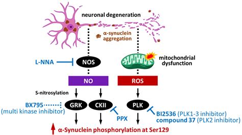 IJMS Free Full Text Pathogenic Impact of α Synuclein