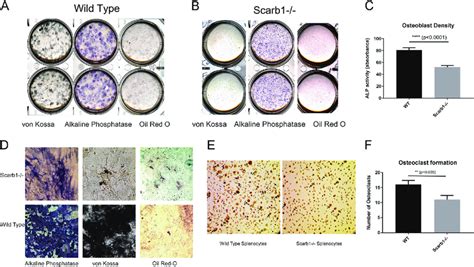 Effects Of Scarb1 Independent Of ACTH Demonstrated In Vitro A B Von