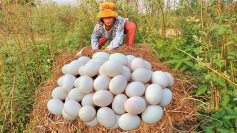 Top Video Fishing A Fisherwoman Skills Pick A Lots Of Duck Eggs On