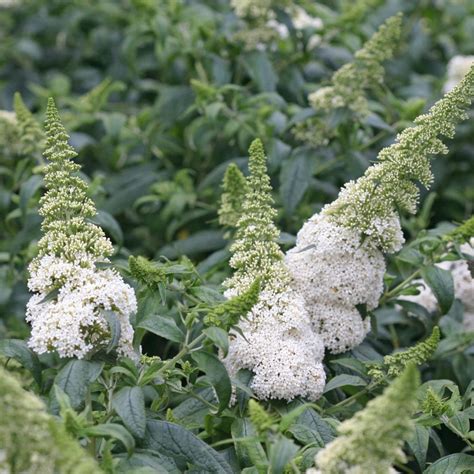 PUGSTER® White Butterfly Bush - Order Online