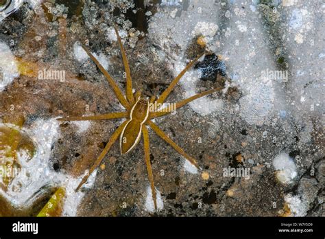 Fen raft spider / Great raft spider (Dolomedes plantarius) sub-adult. Norfolk Broads, UK ...