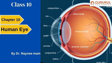 Class Human Eye And Colorful World Cbse Lec Rainbow Other