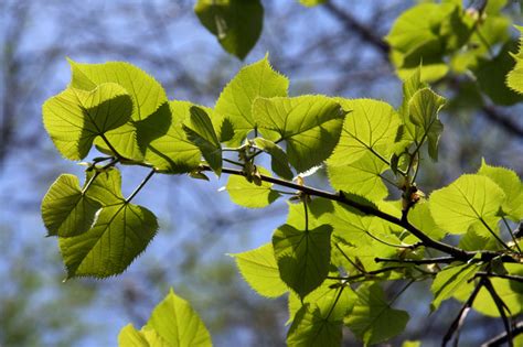 Tilia Mandshurica Изображение особи Плантариум