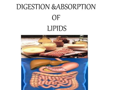 Digestion Absorption Of Lipids Ppt