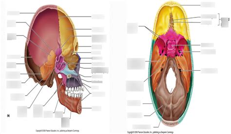 Cranial Bones Diagram Quizlet