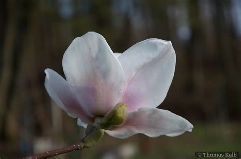 Magnolia Milky Way Urzeitwald Waldhilsbach