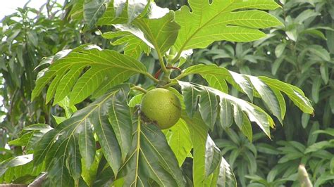 Us Charity Donates 50000 Breadfruit Trees To Combat Caribbean Hunger