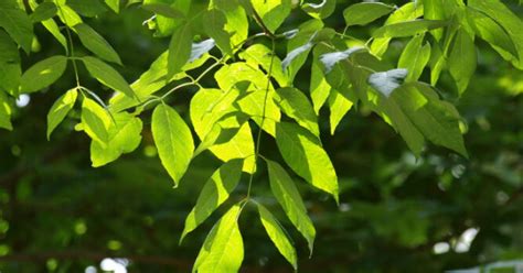 Fraxinus Amer Autumn Applause 35 40 HO Appeltern Adventure Gardens