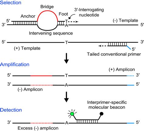 Multiplex Superselective Pcr Assays For The Detection And Quantitation