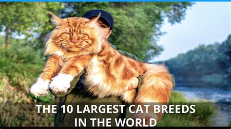 Largest Cat