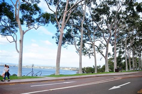 Premium Photo People Sit Relax And Picnic In Kings Park And Botanic