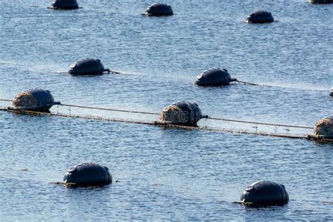 Mussels farming stock photo. Image of water, attraction - 11666186