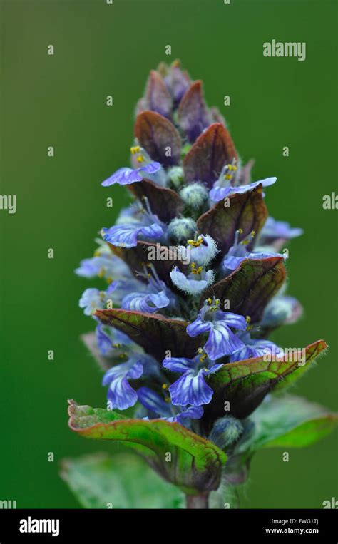 Bugle Ajuga Reptans Perennial Blue Flower Uk Stock Photo Alamy