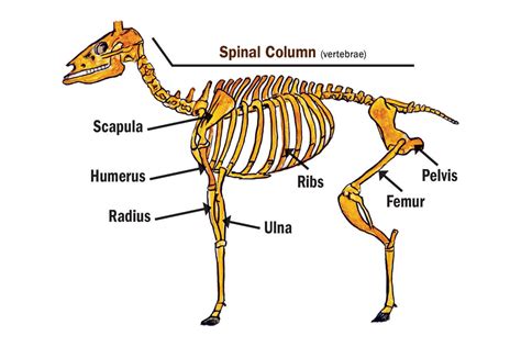 Elk Skeleton Diagram