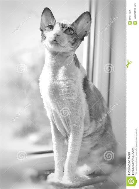 Cat Cornishrex Stock Image Image Of Cornishrex Cornish 114811971