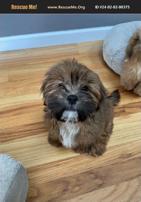 Adopt 24020200375 Lhasa Apso Rescue Parker Co