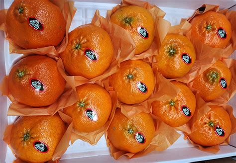 제주 레드향 선물세트5kg1423과 산지직송 새농