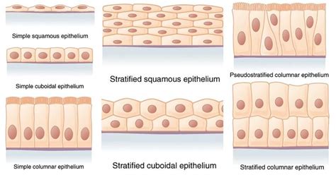 Curioustem The Epithelium