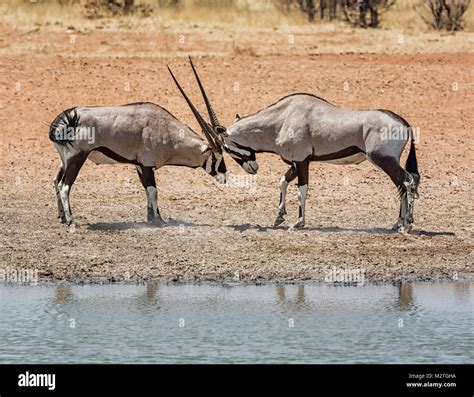 Gemsbok antelope sparring in the Namibian savanna Stock Photo - Alamy