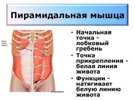 Мышцы туловища. Мышцы головы и шеи - презентация онлайн