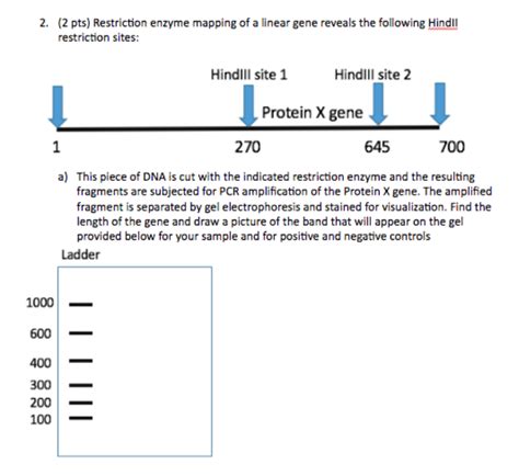 Restriction Enzyme Mapping