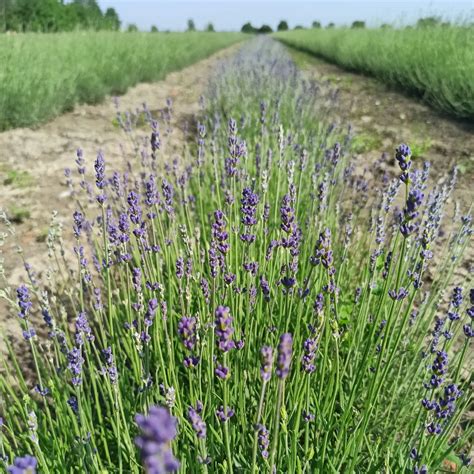 Quasi Mille Nuove Piante Da Nettare A Mirandola La Prima Oasi Della