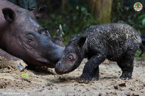 Endangered Sumatran rhino baby born in Indonesia - World Stock Market