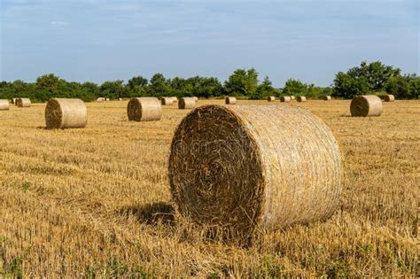 Round Bales Of Straw In Endless Field After Harvesting Wheat Blurred