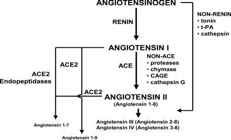 Angiotensin II formation and degradation pathways. Updated from Jugdutt ...