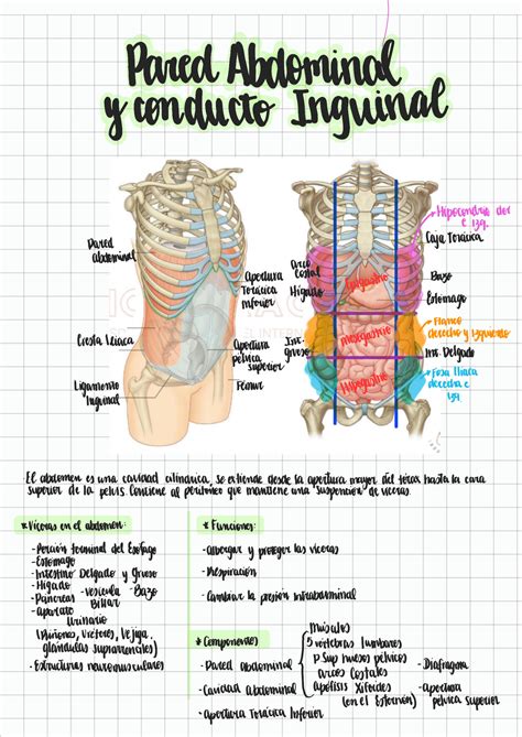 Solution S Anatom A Pared Abdominal Y Cond Inguinal