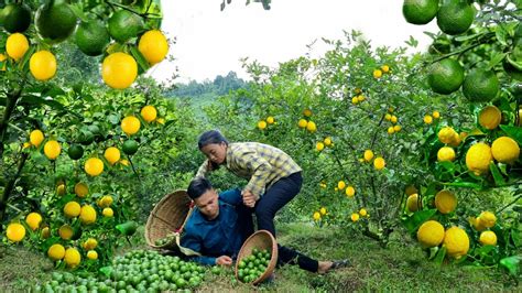 Harvesting Lemons Garden Goes To The Market Sell Gardening Farm