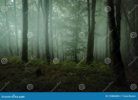 Dreamy Foggy Dark Forest Trail In Moody Forest Stock Photo Image Of