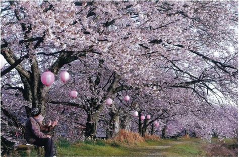 栃木・壬生エリア 栃木のお花見・桜の名所特集2024 栃ナビ！