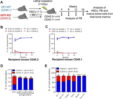 Frontiers Dose Dependent Effect Of Gfi Expression In The