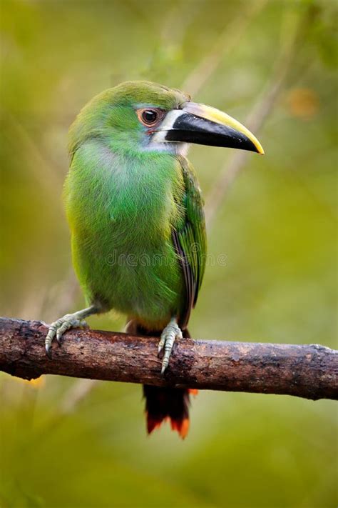 Blue-throated Toucanet, Aulacorhynchus Caeruleogularis, Green Toucan in the Nature Habitat ...