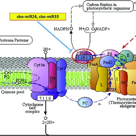 Pictorial Representation Of Novel Mirnas Targeting Photosynthesis In