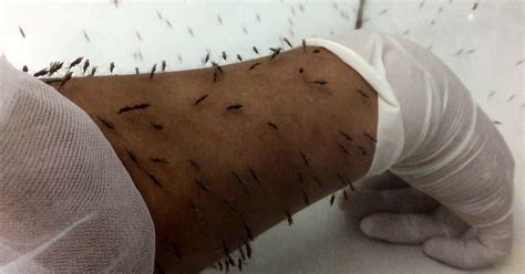 Malaria Researcher Lets Mosquitoes Take A Bite