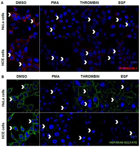 Viruses Free Full Text Protease Growth Factor And Heparanase